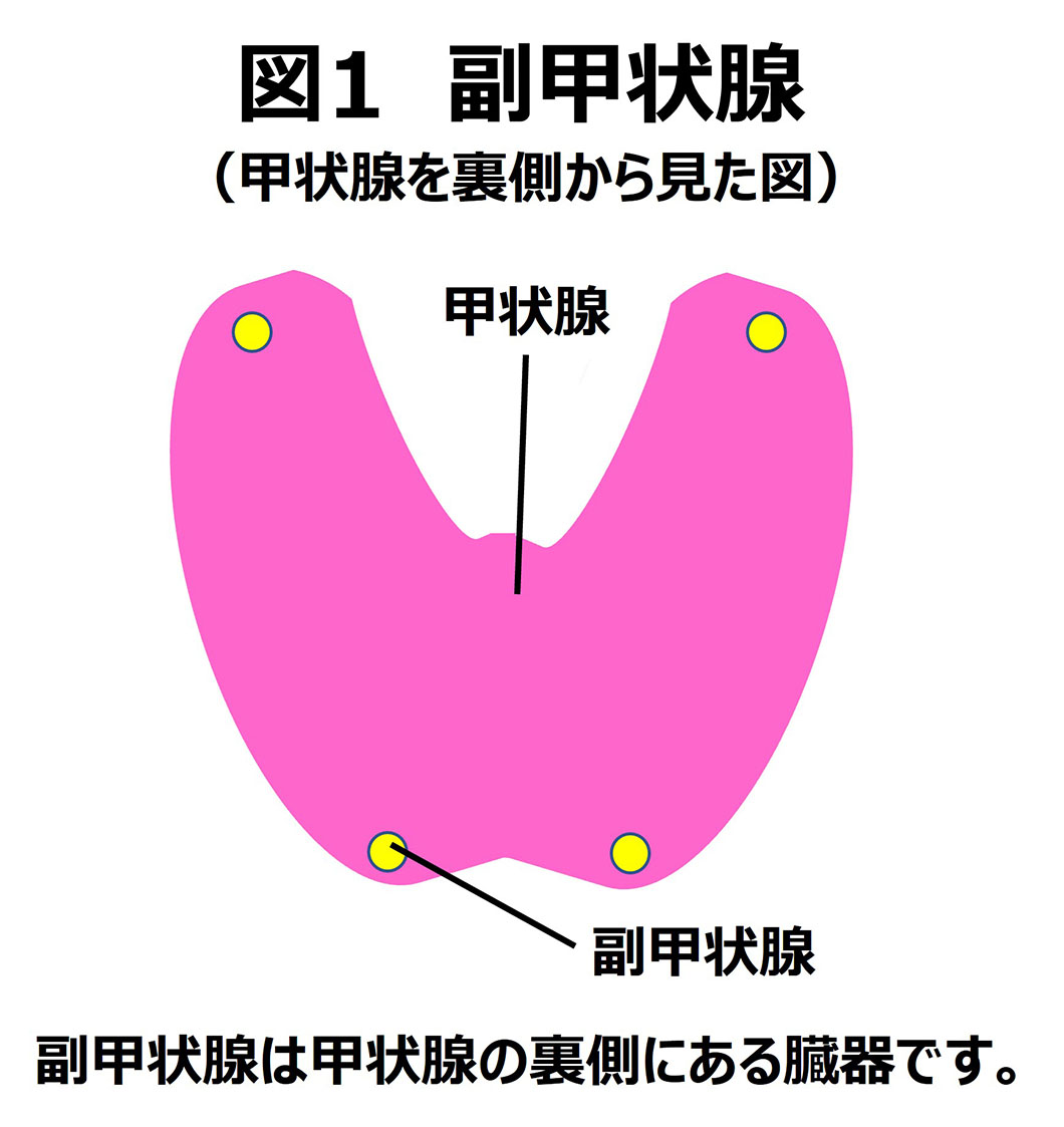 副甲状腺機能亢進症解説図1