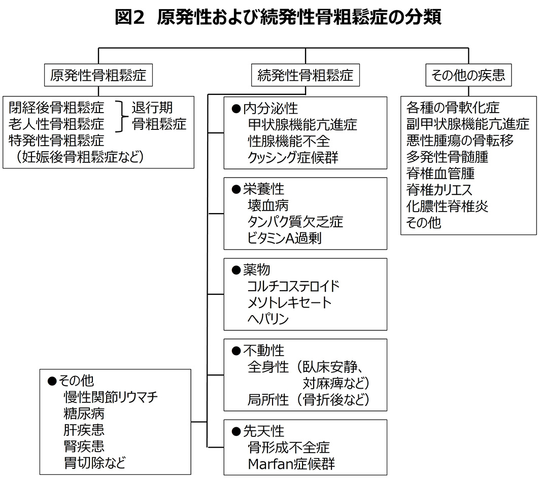 骨粗鬆症解説図2