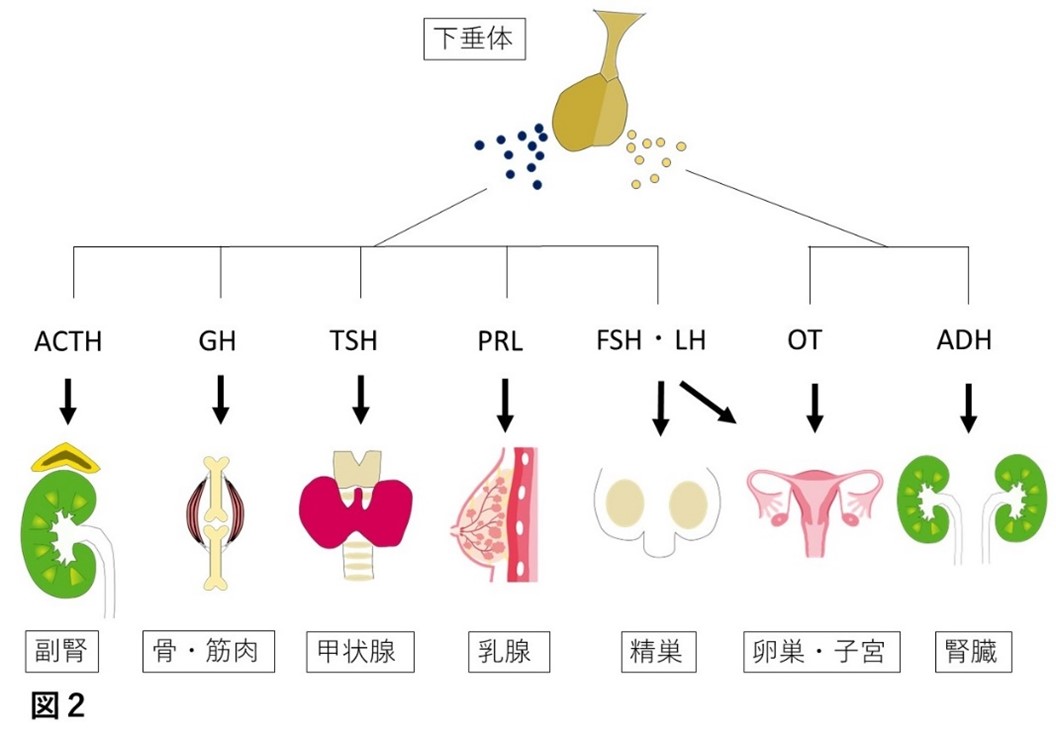 下垂体腫瘍解説図2