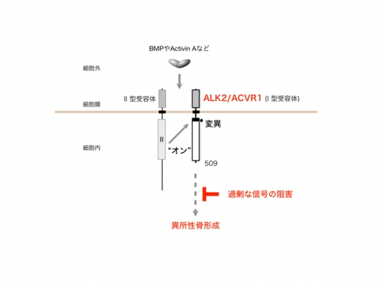FOPプロジェクト用 図2.pdf