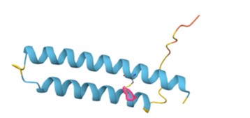 MICOS10遺伝子のバリアントとタンパク質構造