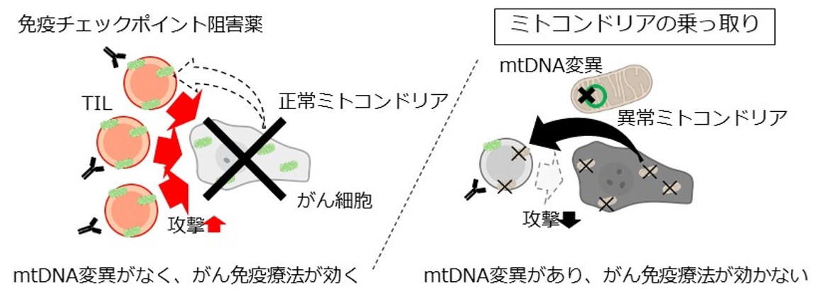 がん細胞が自らの異常なミトコンドリアで免疫系を乗っ取り