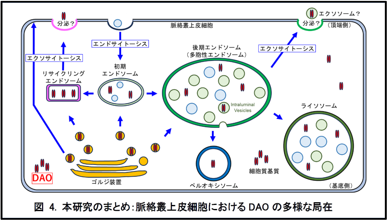 脳脊髄液をつくる細胞におけるD-アミノ酸酸化酵素の多様な局在 | 埼玉