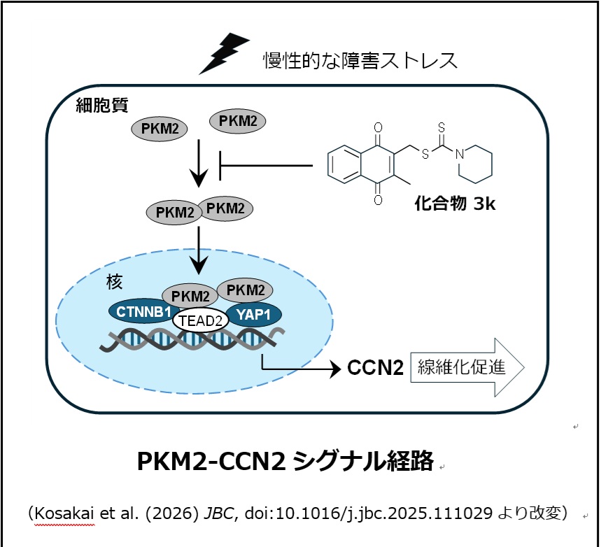 慢性腎臓病を治る病気に | 埼玉医科大学