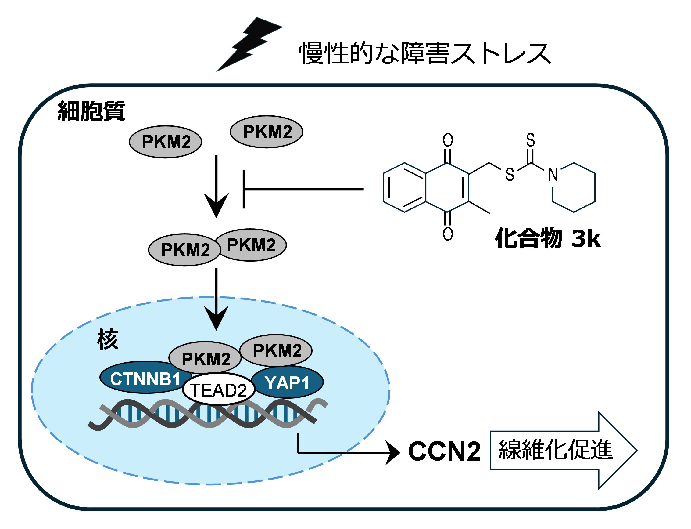 図5　PKM2-CCN2シグナル経路